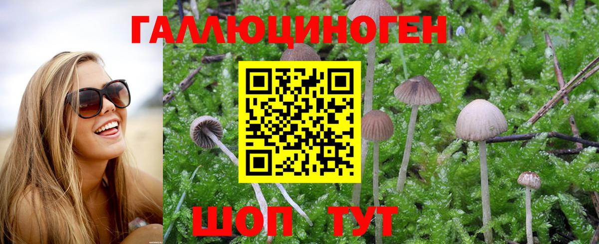 Галлюциногенные грибы Cubensis Кропоткин